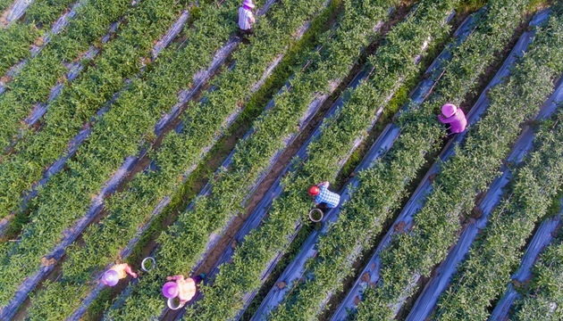 2月28日，在海南省瓊海市塔洋鎮(zhèn)一處瓜菜種植基地，農(nóng)民在采摘辣椒，準備銷往國內(nèi)各大批發(fā)市場（無人機照片）。新華社記者 蒙鐘德 攝