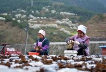 劍河縣：食用菌全產業(yè)鏈“點燃”鄉(xiāng)村振興“新引擎”