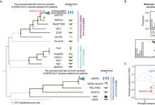 錢文峰研究組通過突變特征分析發(fā)現(xiàn)新冠病毒的起源與自然過程相符