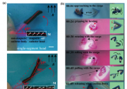 機器人學(xué)國家重點實驗室微納米自動化課題組在磁熱聯(lián)合驅(qū)動的微型軟體機器人研究中取得新進(jìn)展