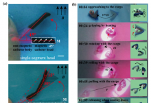 機器人學國家重點實驗室微納米自動化課題組在磁熱聯(lián)合驅動的微型軟體機器人研究中取得新進展