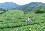 茶產業(yè)自動化 | 鐵觀音自動化精制生產流水線和包裝生產線的升級與創(chuàng)新