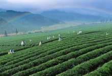 湖北力推青磚茶產(chǎn)業(yè)鏈向中高端邁進(jìn) 力爭(zhēng)三年將市占率提升至30%