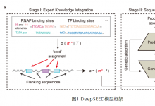 紫冬學(xué)術(shù)丨清華大學(xué)自動化系汪小我團(tuán)隊提出知識引導(dǎo)與數(shù)據(jù)驅(qū)動相融合的合成啟動子AI設(shè)計方法