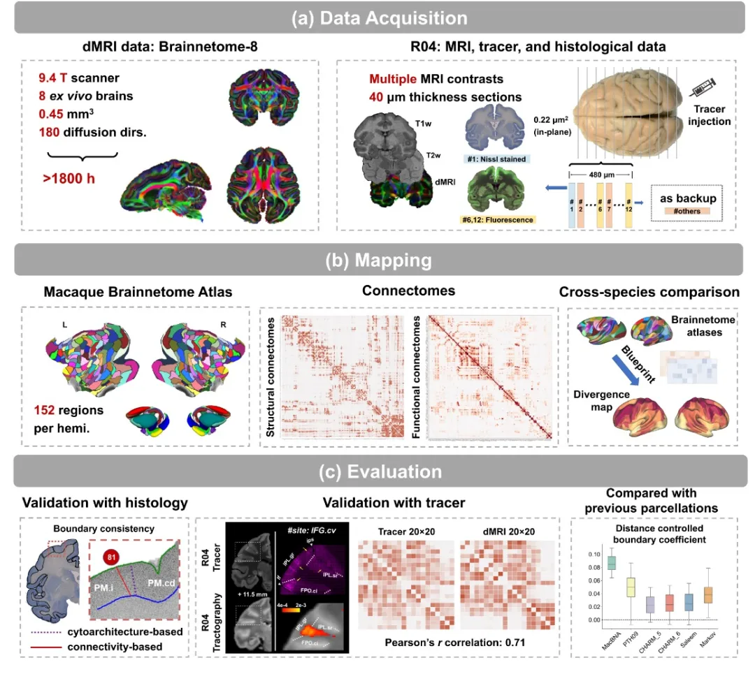 Science Bulletin | 中國科學院自動化所蔣田仔團隊與樊令仲團隊繪制全新獼猴腦網絡組圖譜