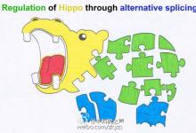 中國科研人員首次證實(shí)Hippo-YAP通路可被RNA剪接所調(diào)控