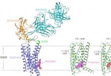 人體最大蛋白質(zhì)家族研究獲重要成果