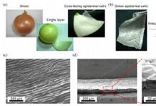 洋蔥“造”肌肉未來可用在機器人身上