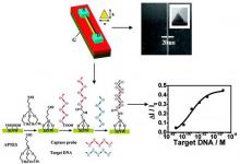 國產(chǎn)超高靈敏硅納米線DNA傳感器新進展